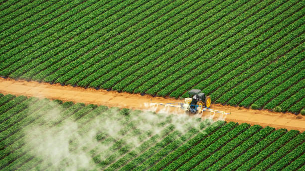 Best Ant Control Services  in Freer, TX