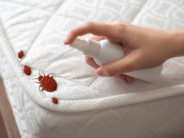 Wasp Removal Services in Freer, TX