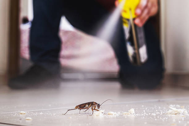 Flea Control Services in Freer, TX